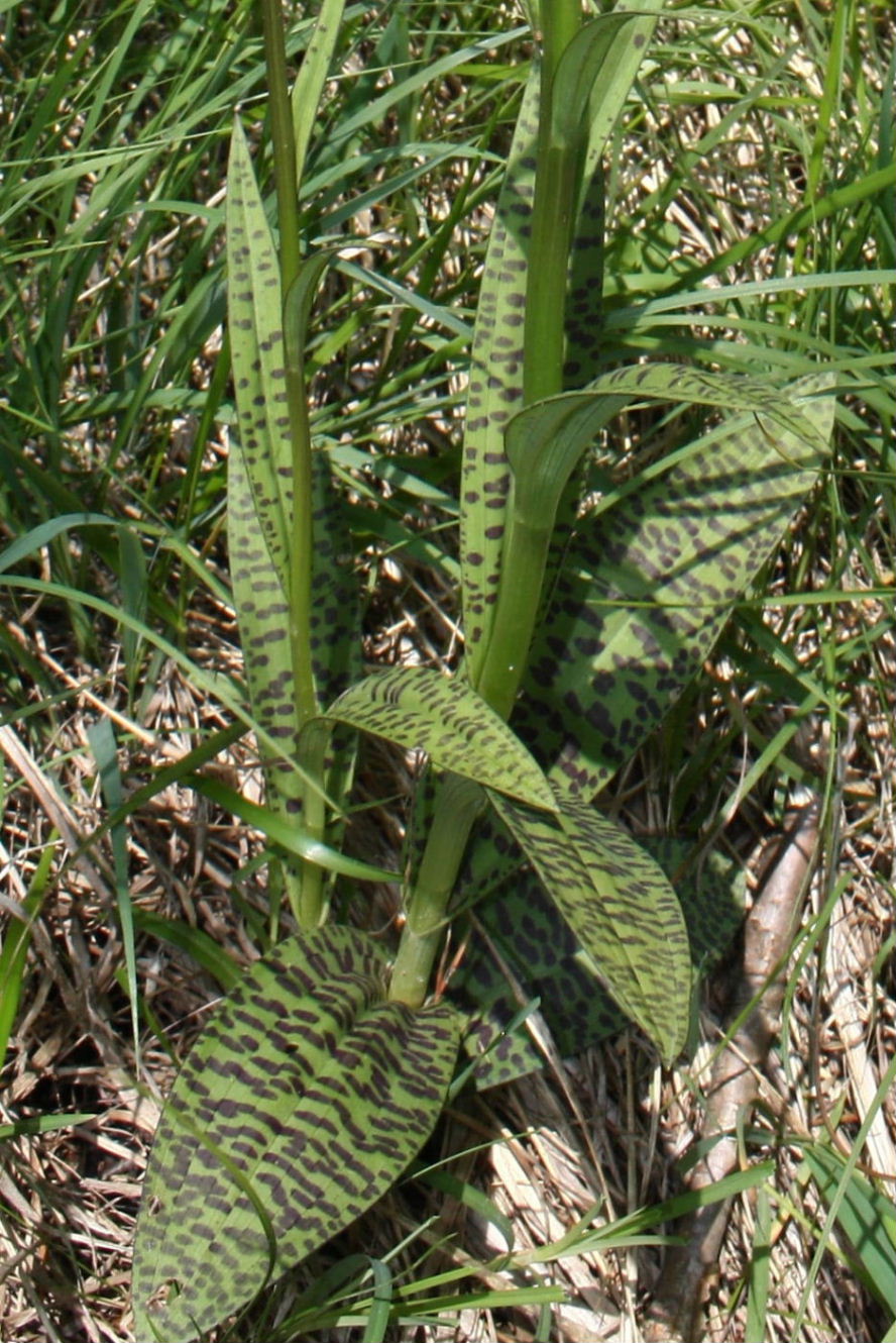 Dactylorhiza fuchsii